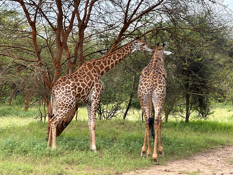 BandiaReserve_giraffes_enh800x600px